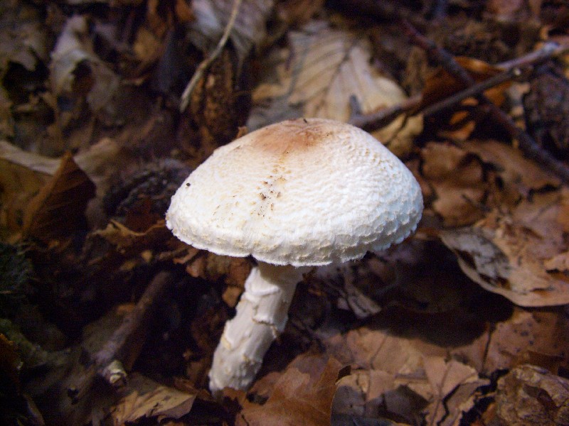 lepiota ignivolvata e nuova determinazione